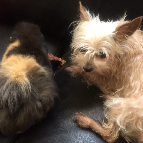 Meet your Posher, ELLA : ) - Picture 3 of 5